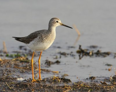 Kleine Geelpootruiter - Lesser Yellowlegs