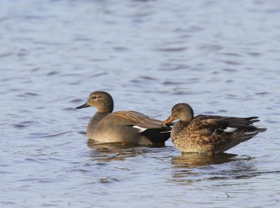 Krakeenden - Gadwalls
