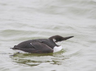 Zeekoet - Atlantic Murre