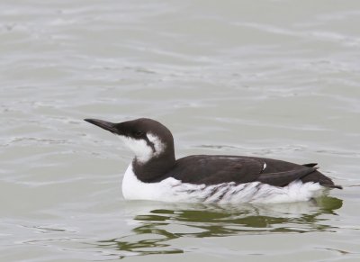 Zeekoet - Atlantic Murre
