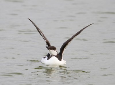 Zeekoet - Atlantic Murre