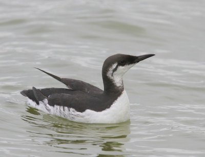 Zeekoet - Atlantic Murre