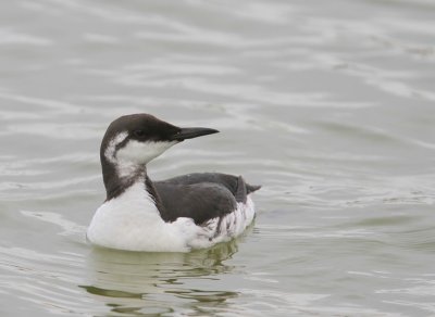 Zeekoet - Atlantic Murre