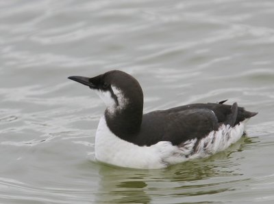 Zeekoet - Atlantic Murre