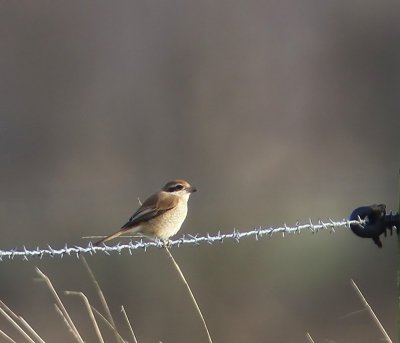 Bruine Klauwier - Brown Shrike