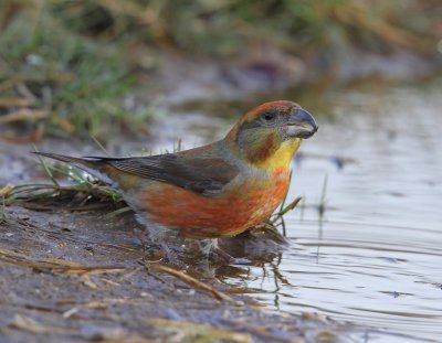 Grote Kruisbek - Parrot Crossbill