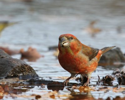 Grote Kruisbek - Parrot Crossbill