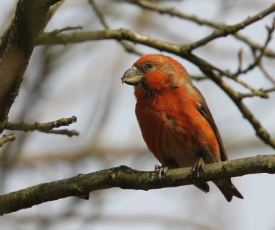 Grote Kruisbek - Parrot Crossbill