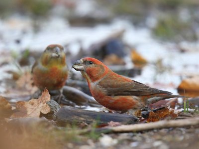 Grote Kruisbek - Parrot Crossbill