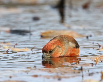 Grote Kruisbek - Parrot Crossbill