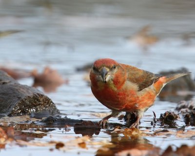 Grote Kruisbek - Parrot Crossbill