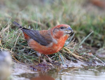 Grote Kruisbek - Parrot Crossbill