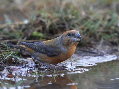 Grote Kruisbek - Parrot Crossbill