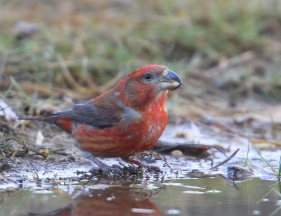 Grote Kruisbek - Parrot Crossbill