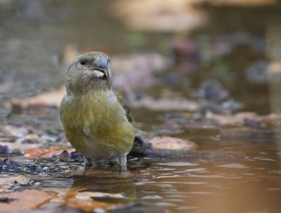 Grote Kruisbek - Parrot Crossbill