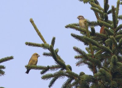 Kruisbekken - Common Crossbills