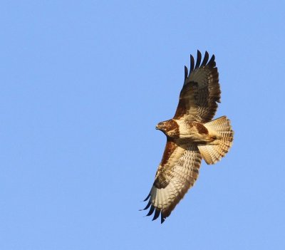 Buizerd - Common Buzzard