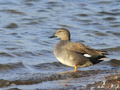 Krakeend - Gadwall