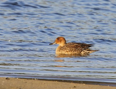 Pijlstaart - Northern Pintail