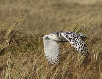 Sneeuwuil - Snowy Owl