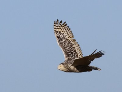 Sneeuwuil - Snowy Owl