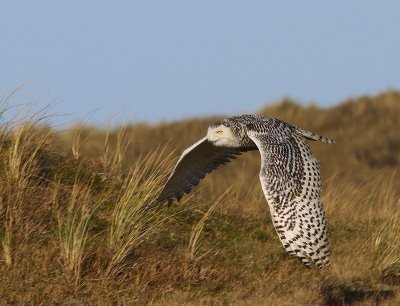 Sneeuwuil - Snowy Owl