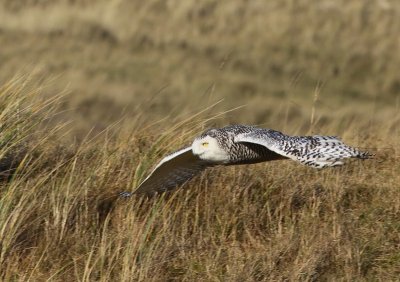 Sneeuwuil - Snowy Owl