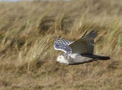 Sneeuwuil - Snowy Owl