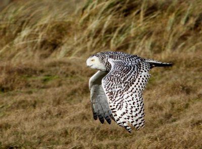 Sneeuwuil - Snowy Owl