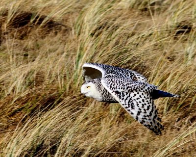 Sneeuwuil - Snowy Owl
