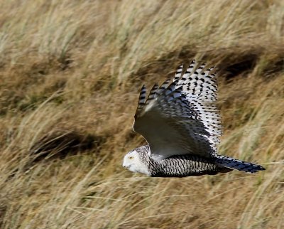 Sneeuwuil - Snowy Owl