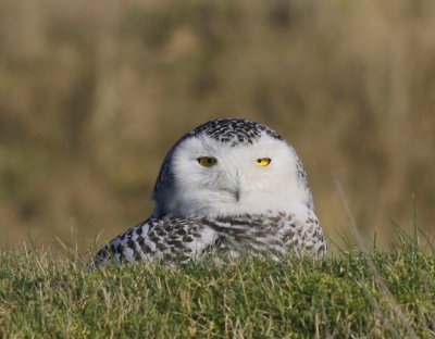Sneeuwuil - Snowy Owl