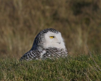 Sneeuwuil - Snowy Owl