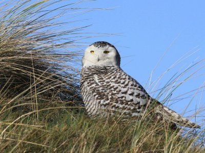 Sneeuwuil - Snowy Owl