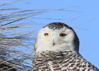 Sneeuwuil - Snowy Owl