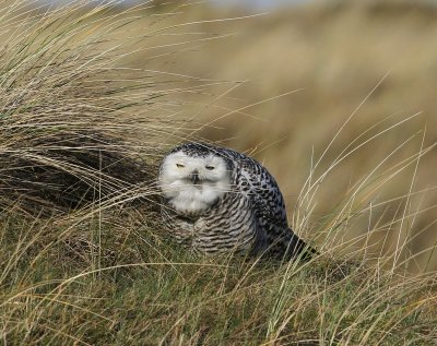 Sneeuwuil - Snowy Owl