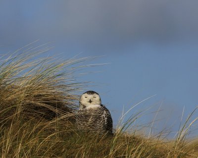 Sneeuwuil - Snowy Owl