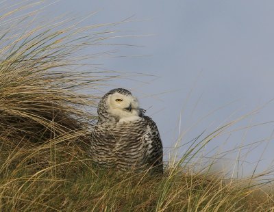 Sneeuwuil - Snowy Owl