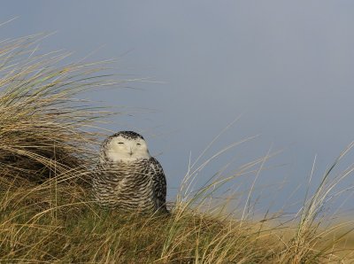 Sneeuwuil - Snowy Owl
