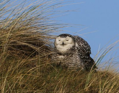 Sneeuwuil - Snowy Owl