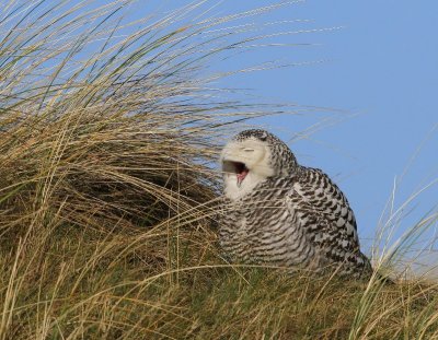 Sneeuwuil - Snowy Owl