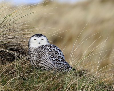 Sneeuwuil - Snowy Owl