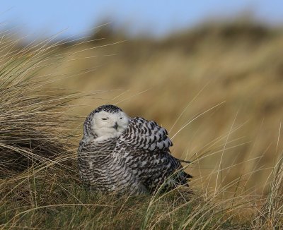 Sneeuwuil - Snowy Owl