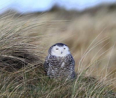Sneeuwuil - Snowy Owl