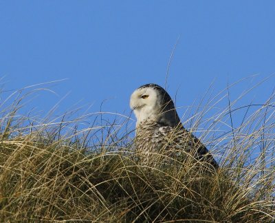 Sneeuwuil - Snowy Owl