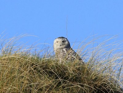 Sneeuwuil - Snowy Owl