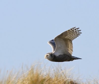 Sneeuwuil - Snowy Owl