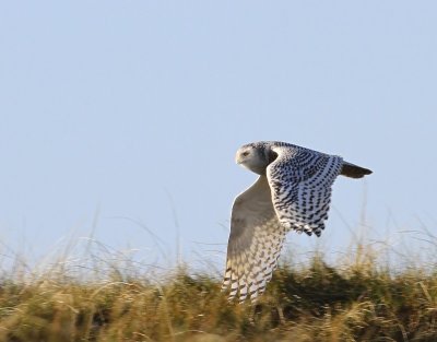Sneeuwuil - Snowy Owl