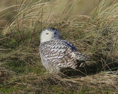 Sneeuwuil - Snowy Owl