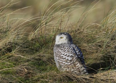 Sneeuwuil - Snowy Owl